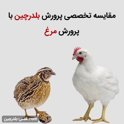 مقایسه ی پرورش بلدرچین با مرغ