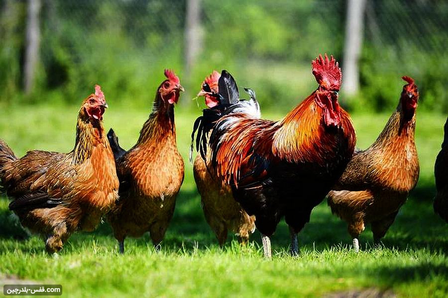 نکات مهم پرورش مرغ گوشتی