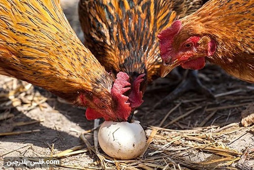 چرا مرغ ها تخم خود را می شکنند
