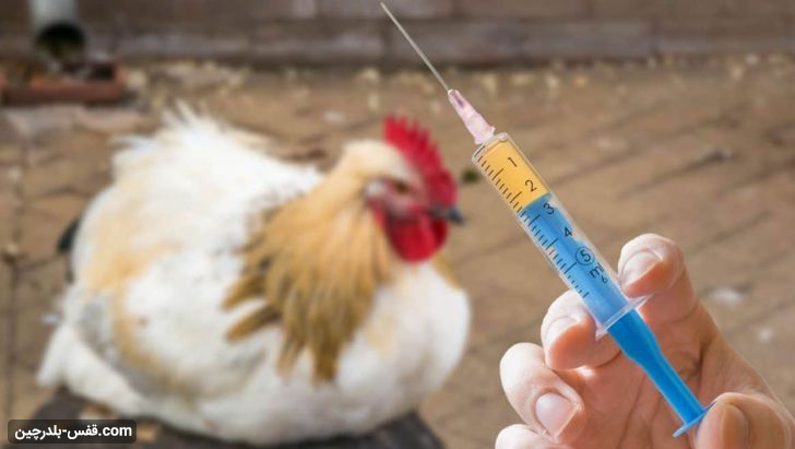 واکسن های مورد نیاز مرغ