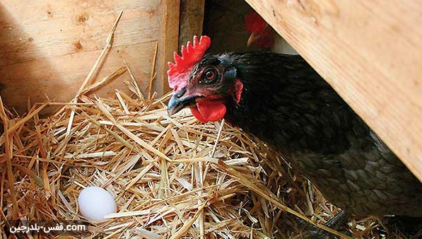 چرا مرغ ها تخم خود را می شکنند