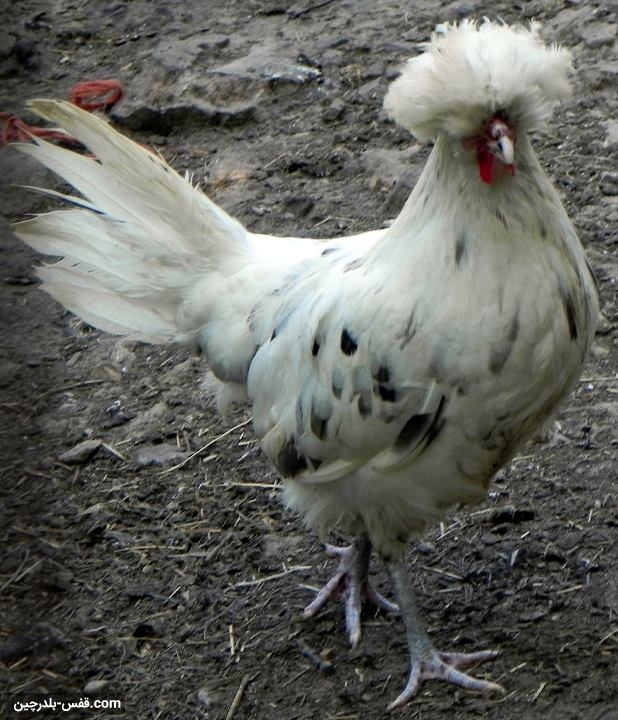 نژاد لهستانی کاکل سفید