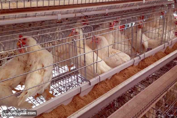 سود پرورش مرغ