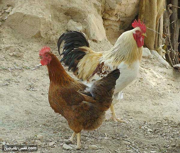 نژاد مرغ ایرانی