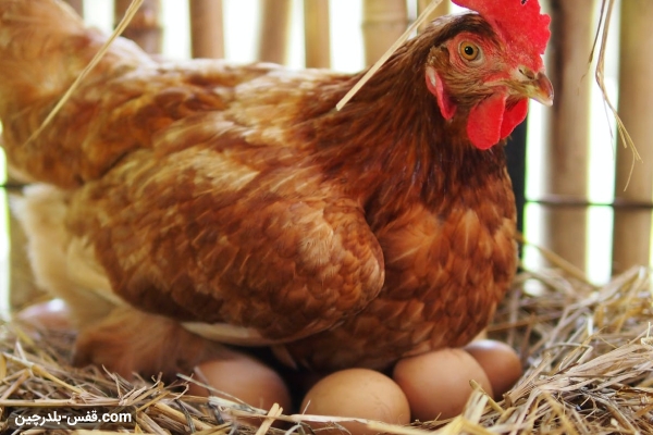 تحریک مرغ برای تخمگذاری