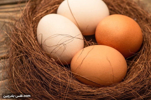 عوامل مهم در کاهش تخم­ گذاری مرغ
