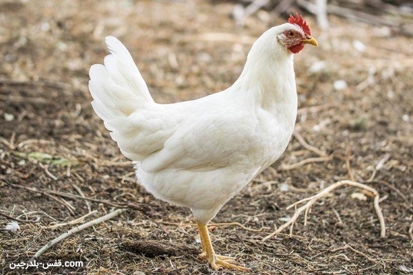 سود پرورش مرغ گوشتی در سال 1400 چقدر است؟