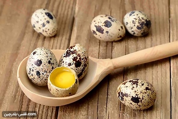 پرورش بلدرچین تخمگذار بهتر است یا گوشتی