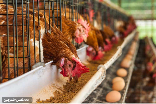 شرایط اخذ مجوز مرغداری تخمگذار