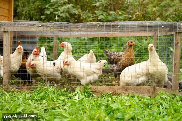 پرورش مرغ تخمگذار به روش سنتی