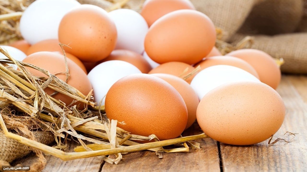 افزایش تخمگذاری مرغ 