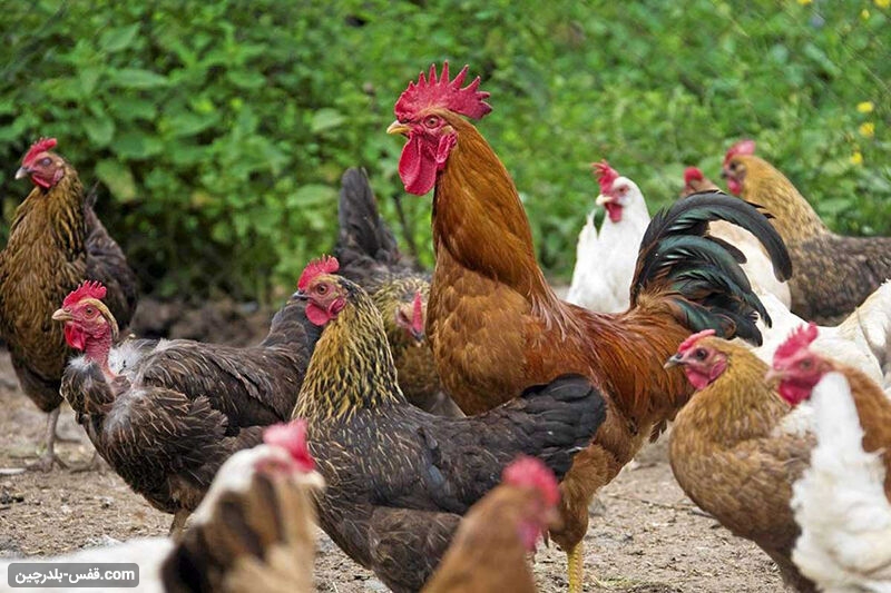 سود پرورش مرغ بومی یا محلی