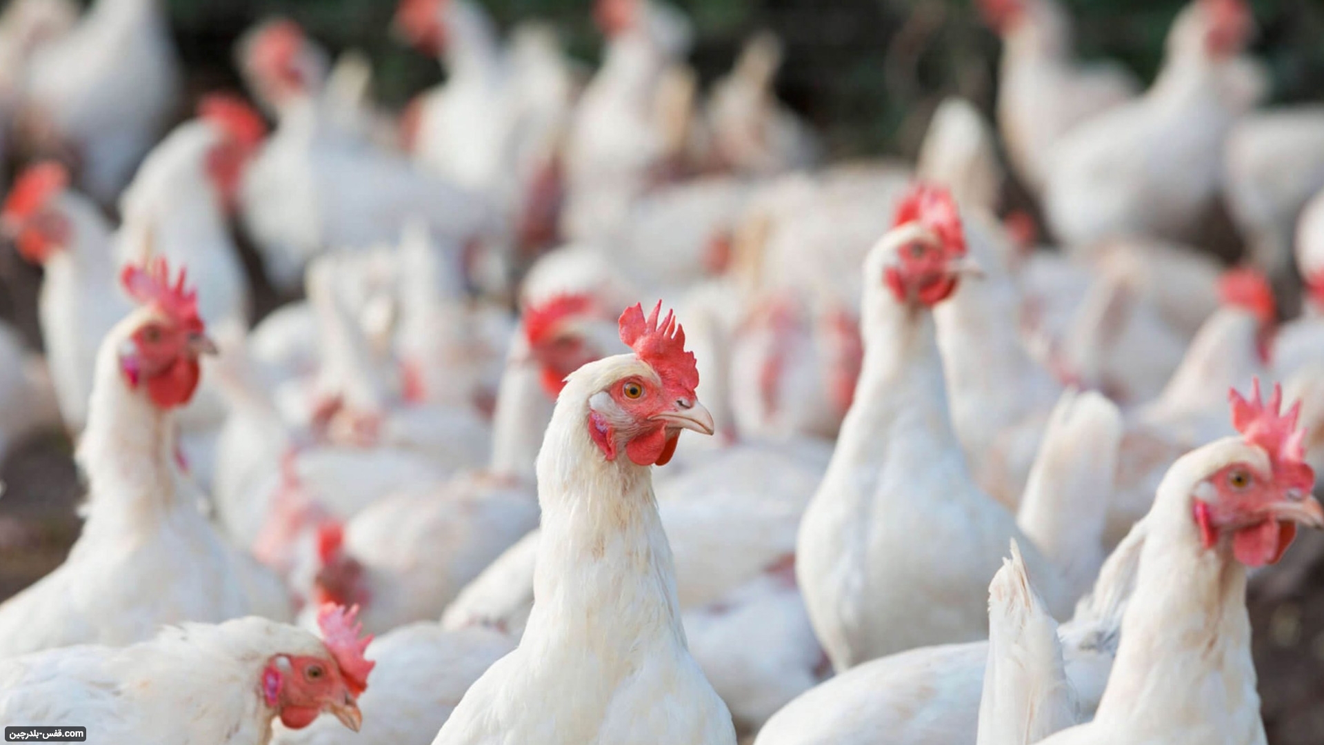 مقایسه تخصصی پرورش مرغ تخمگذار با گوشتی