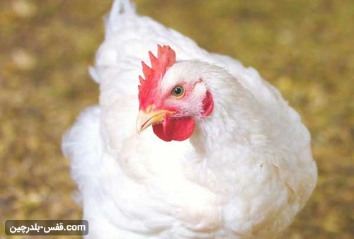 مقایسه تخصصی پرورش مرغ گوشتی با تخم گذار