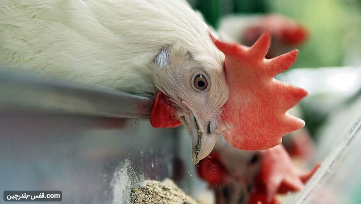هزینه روزانه هر مرغ گوشتی