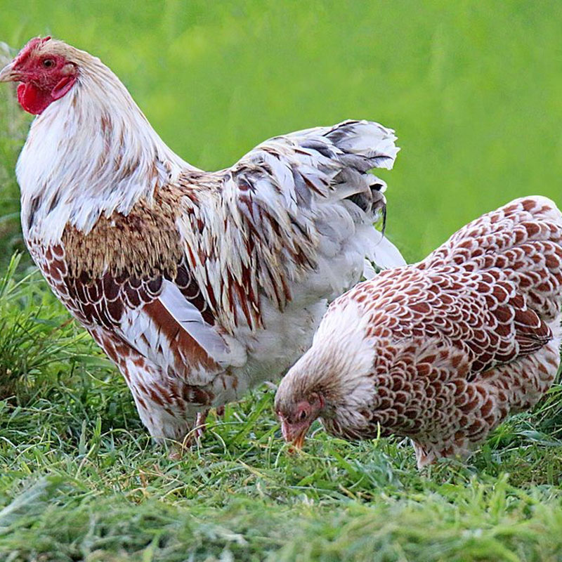 سود پرورش مرغ زینتی 