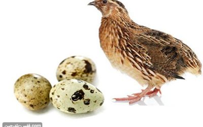 پرورش بلدرچین تخمگذار