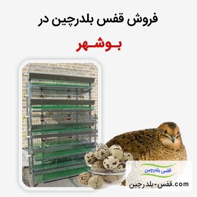 فروش-قفس-یلدرچین-در-بوشهر
