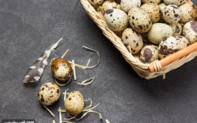صادرات تخم و گوشت بلدرچین