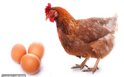 چرا مرغ ها- تخم خود را می شکنند