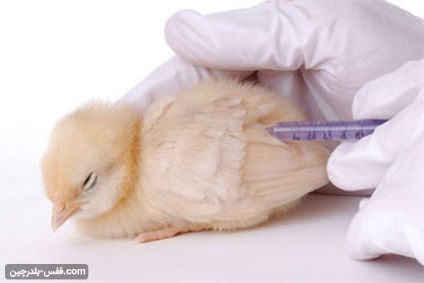واکسن مورد نیاز مرغ