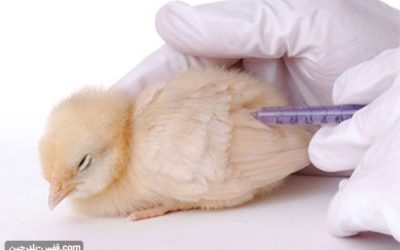 واکسن مورد نیاز مرغ
