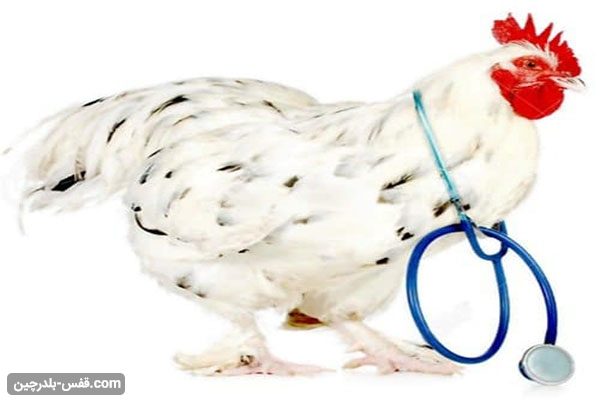 بیماری های رایج در مرغ