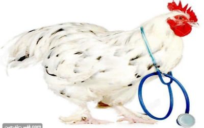 بیماری های رایج در مرغ