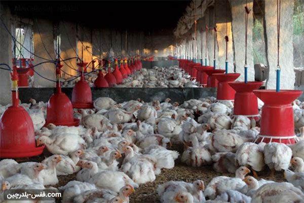 سود پرورش مرغ چگونه است؟