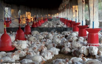 سود پرورش مرغ چگونه است؟