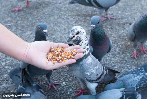 غذای کبوتر