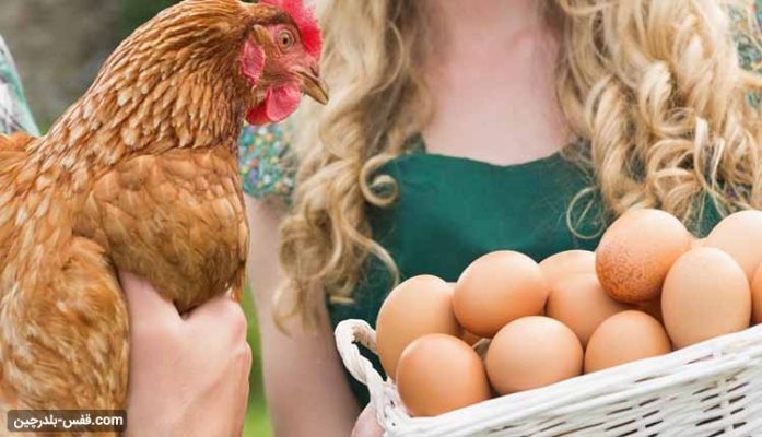 افزایش تخمگذاری مرغ