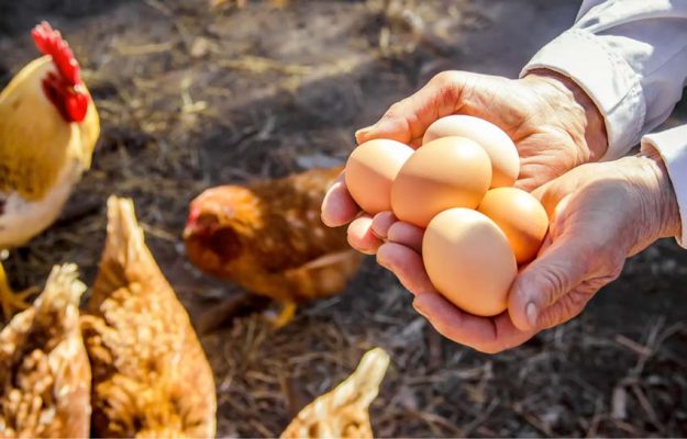 پرورش مرغ تخمگذار در منزل - امکانپذیر است یا نه؟!