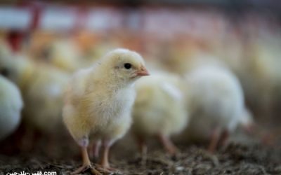 سود پرورش مرغ گوشتی