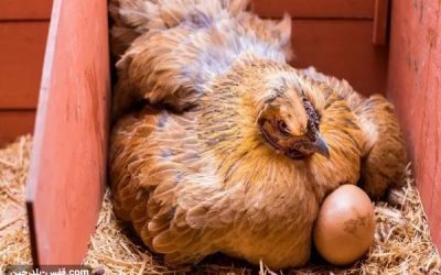 تخم مرغ محلی از تولید تا فروش
