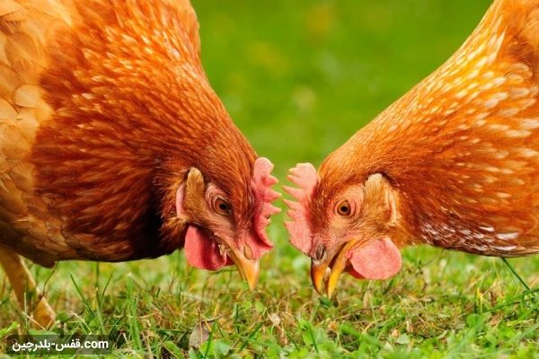 پرورش مرغ تخمگذار به روش سنتی