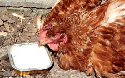 درمان سرماخوردگی مرغ خانگی