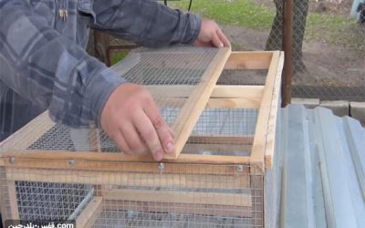 Chicken cage training