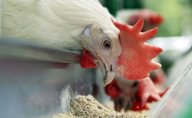 نکات کلیدی پرورش مرغ
