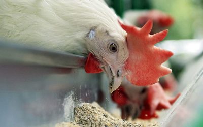 نکات کلیدی پرورش مرغ