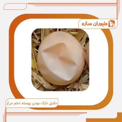 دلیل نازک بودن پوسته تخم مرغ