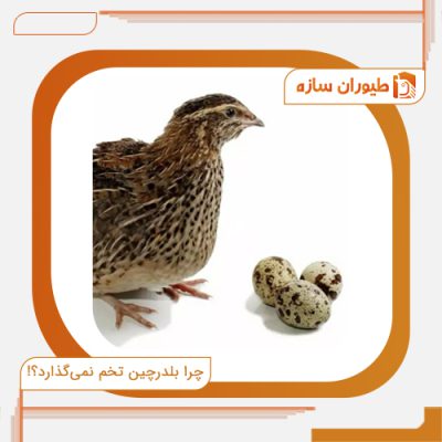 چرا بلدرچین تخم نمی‌گذارد؟